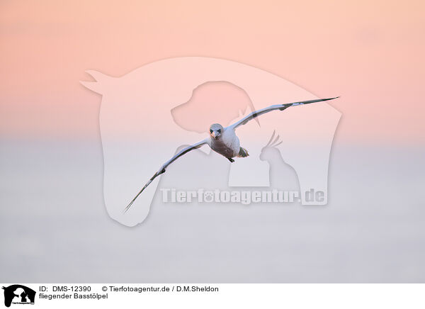 fliegender Basstlpel / flying gannet / DMS-12390
