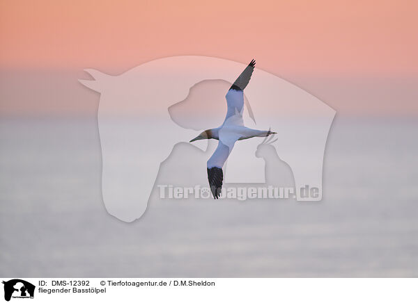 fliegender Basstlpel / flying gannet / DMS-12392