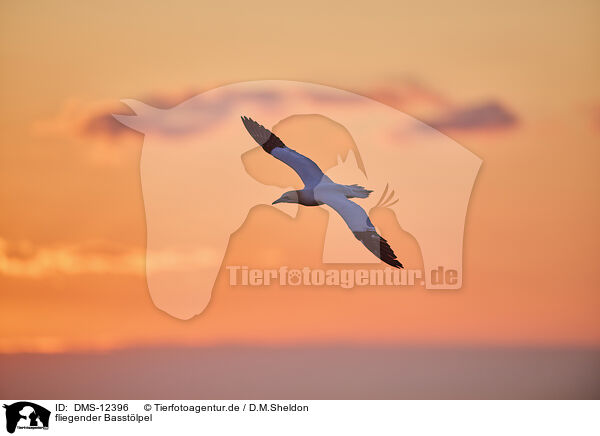 fliegender Basstlpel / flying gannet / DMS-12396