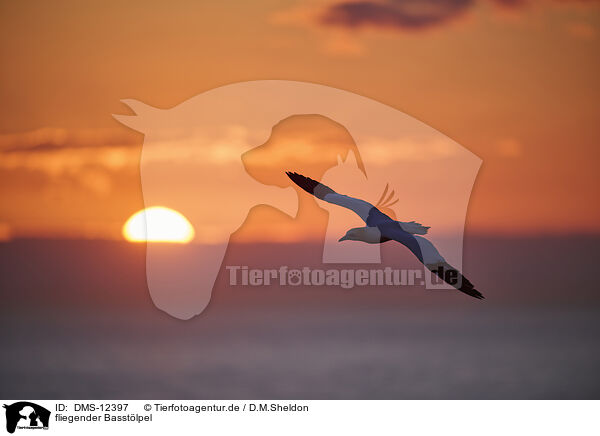 fliegender Basstlpel / flying gannet / DMS-12397