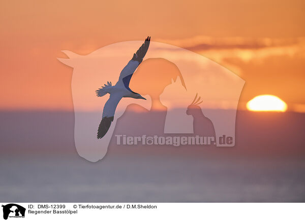 fliegender Basstlpel / flying gannet / DMS-12399