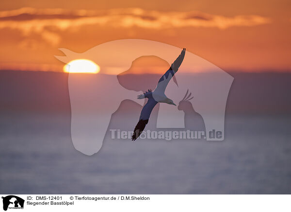 fliegender Basstlpel / flying gannet / DMS-12401