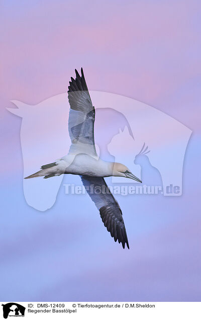 fliegender Basstlpel / flying gannet / DMS-12409