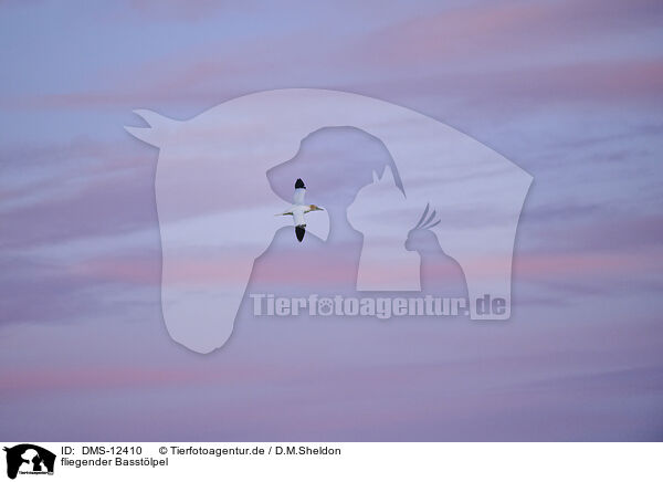 fliegender Basstlpel / flying gannet / DMS-12410
