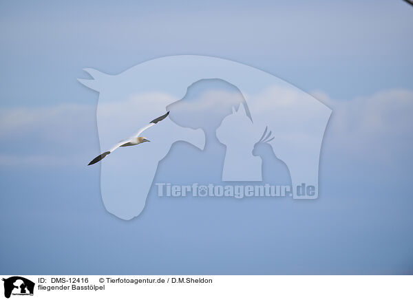 fliegender Basstlpel / flying gannet / DMS-12416