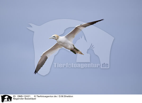 fliegender Basstlpel / flying gannet / DMS-12421