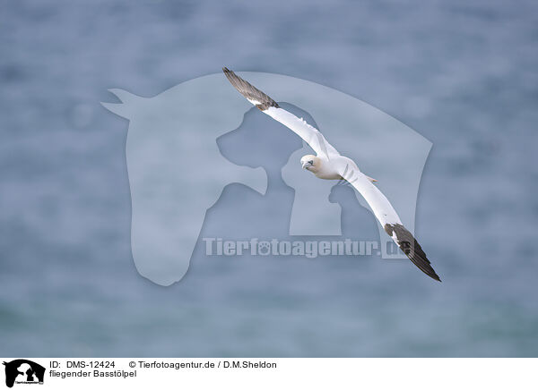 fliegender Basstlpel / flying gannet / DMS-12424