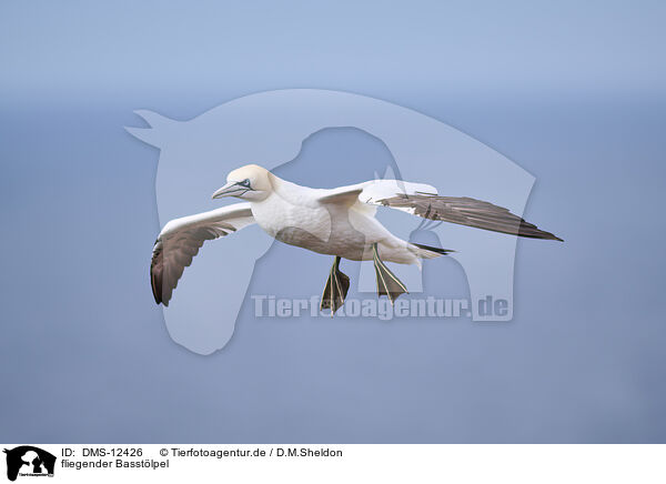 fliegender Basstlpel / flying gannet / DMS-12426