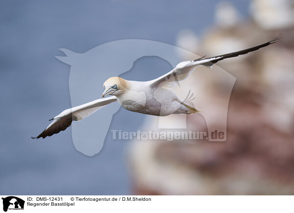 fliegender Basstlpel / flying gannet / DMS-12431