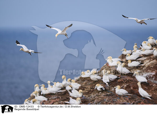 fliegende Basstlpel / flying gannets / DMS-12433