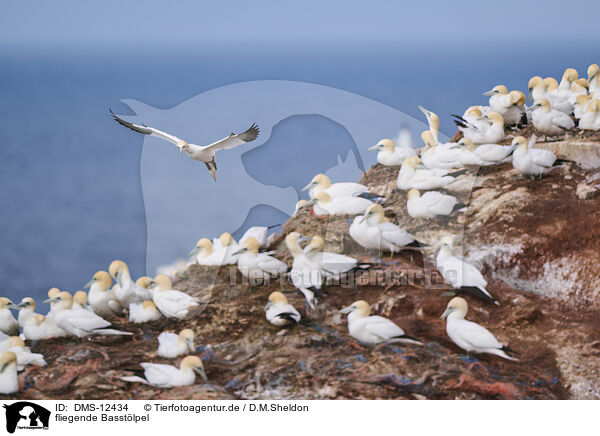 fliegende Basstlpel / flying gannets / DMS-12434