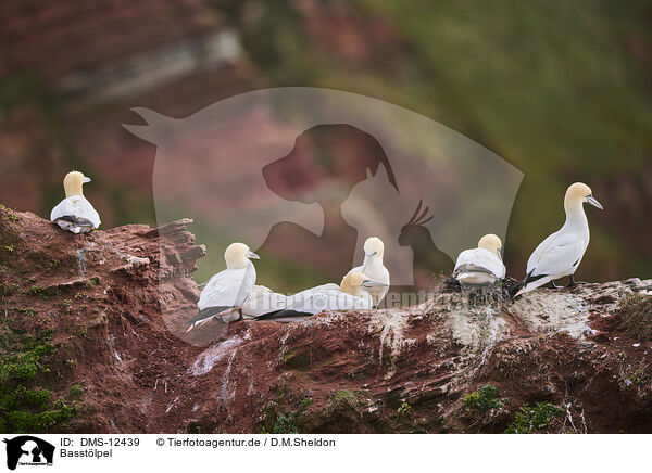Basstlpel / gannet / DMS-12439