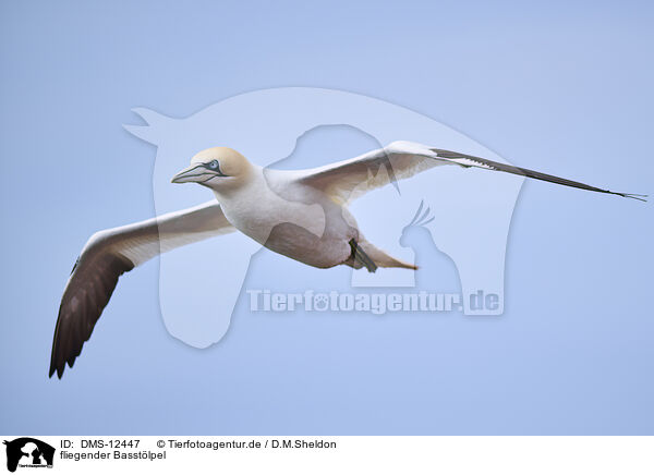 fliegender Basstlpel / flying gannet / DMS-12447