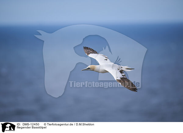 fliegender Basstlpel / flying gannet / DMS-12450