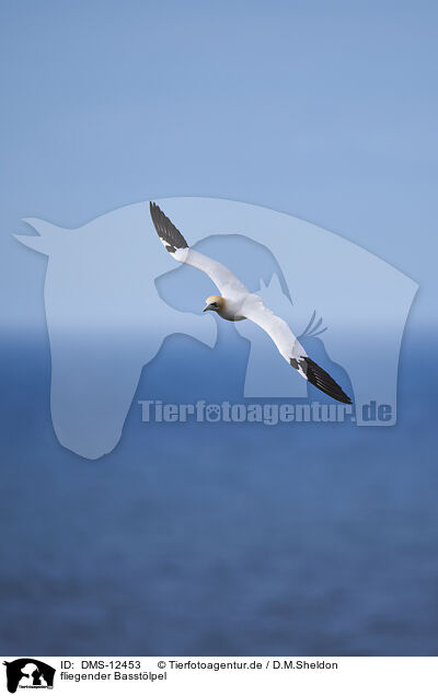 fliegender Basstlpel / flying gannet / DMS-12453