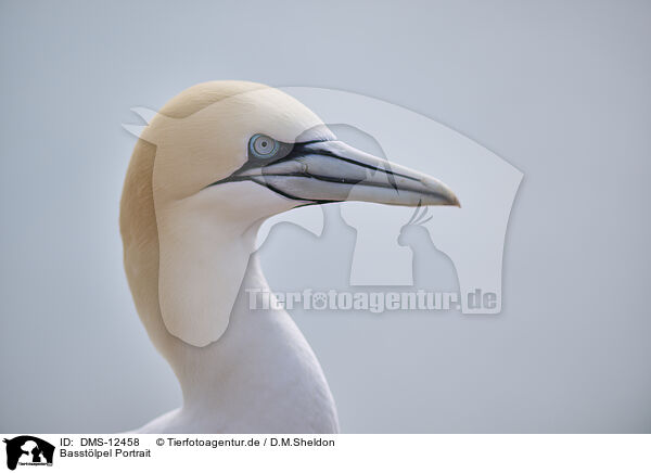 Basstlpel Portrait / gannet portrait / DMS-12458