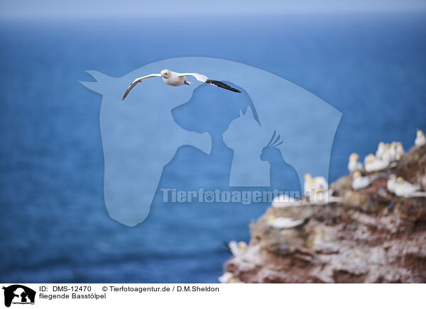 fliegende Basstlpel / flying gannets / DMS-12470