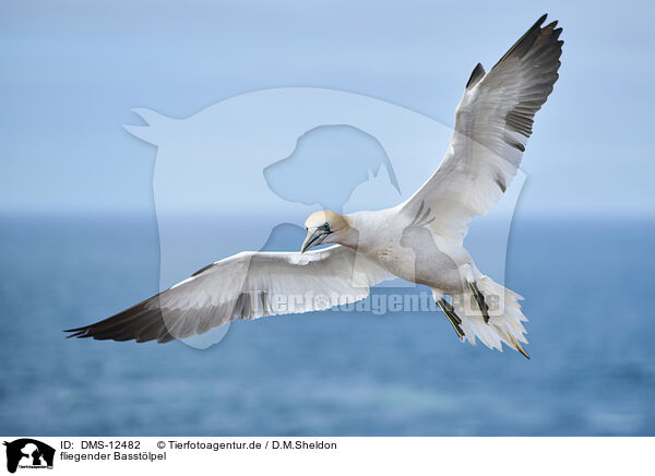 fliegender Basstlpel / flying gannet / DMS-12482