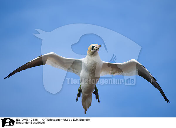 fliegender Basstlpel / flying gannet / DMS-12488