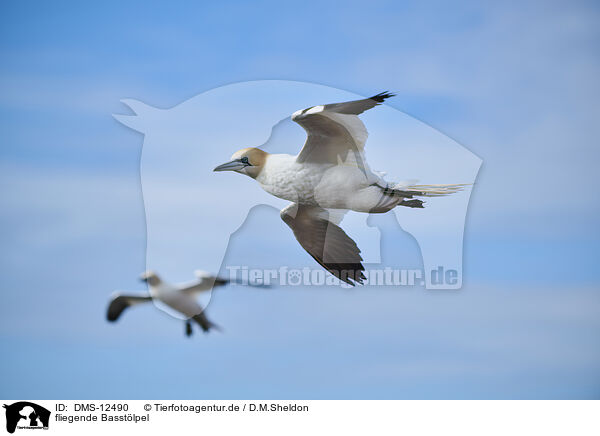 fliegende Basstlpel / flying gannets / DMS-12490