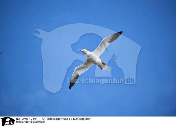 fliegender Basstlpel / flying gannet / DMS-12491