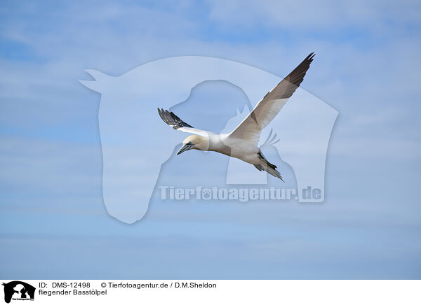 fliegender Basstlpel / flying gannet / DMS-12498