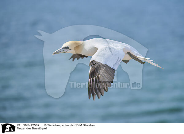 fliegender Basstlpel / flying gannet / DMS-12507