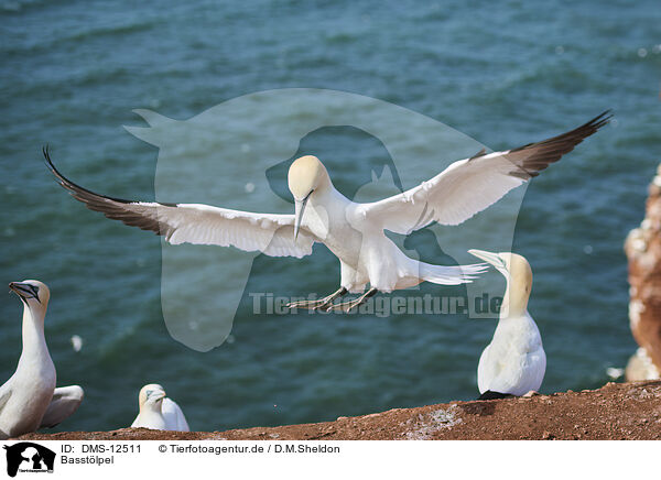 Basstlpel / gannet / DMS-12511