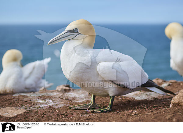 Basstlpel / gannet / DMS-12516