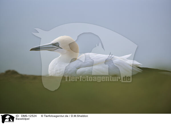 Basstlpel / gannet / DMS-12524