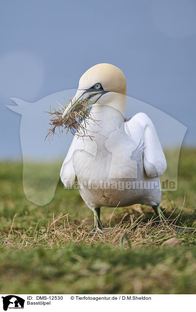 Basstlpel / gannet / DMS-12530