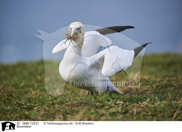 Basstlpel / gannet / DMS-12531