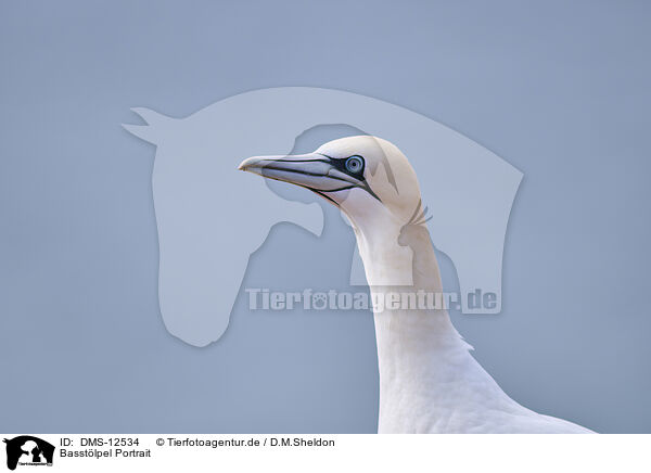 Basstlpel Portrait / DMS-12534