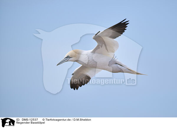 fliegender Basstlpel / DMS-12537