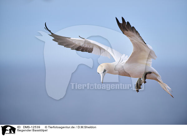 fliegender Basstlpel / DMS-12539