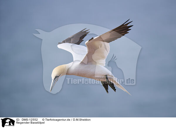 fliegender Basstlpel / DMS-12552