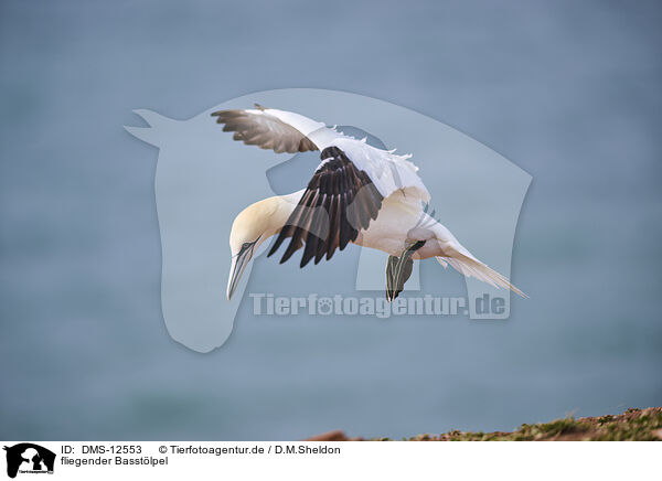 fliegender Basstlpel / flying gannet / DMS-12553