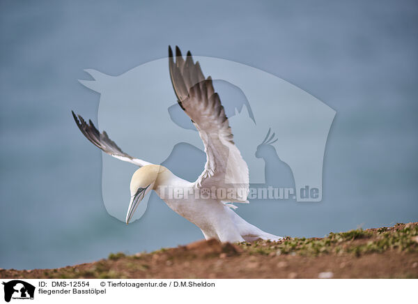 fliegender Basstlpel / flying gannet / DMS-12554