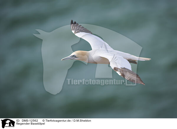 fliegender Basstlpel / flying gannet / DMS-12562