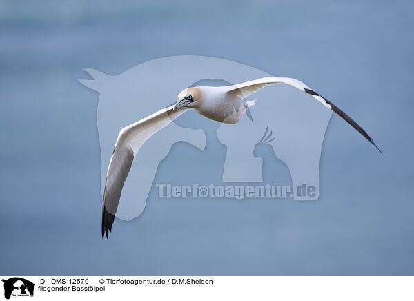 fliegender Basstlpel / flying gannet / DMS-12579