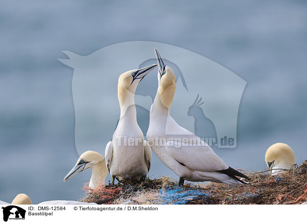 Basstlpel / gannet / DMS-12584