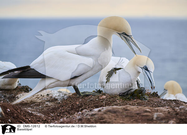 Basstlpel / gannet / DMS-12612