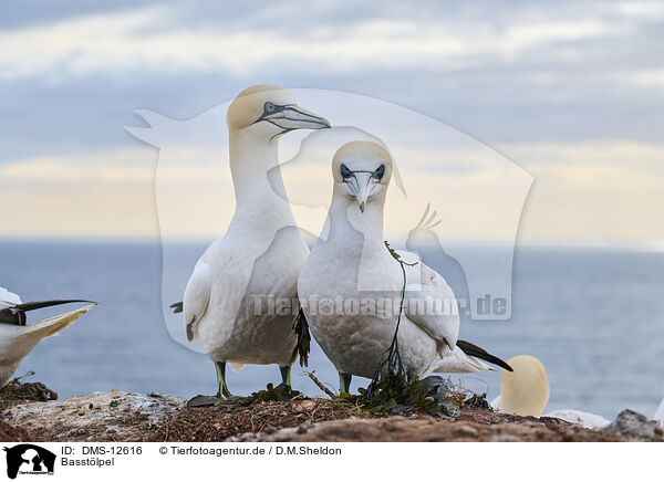 Basstlpel / gannet / DMS-12616