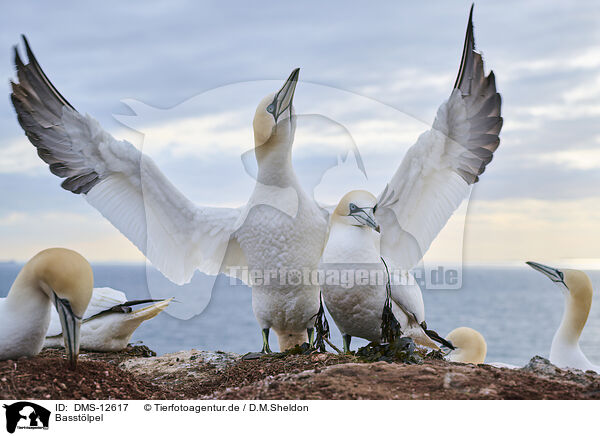 Basstlpel / gannet / DMS-12617