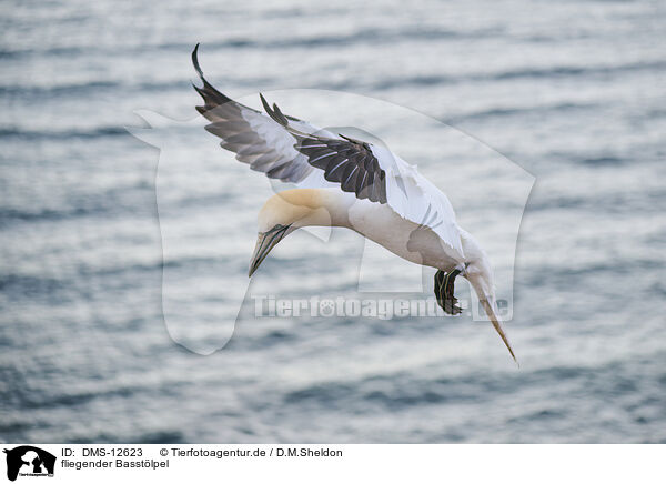 fliegender Basstlpel / flying gannet / DMS-12623