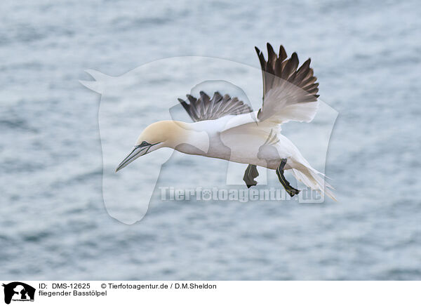 fliegender Basstlpel / flying gannet / DMS-12625