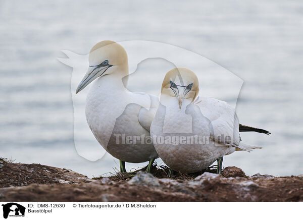 Basstlpel / gannet / DMS-12630