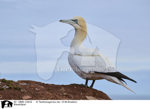 Basstlpel / gannet / DMS-12632