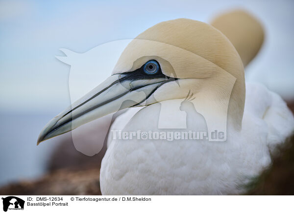 Basstlpel Portrait / gannet portrait / DMS-12634