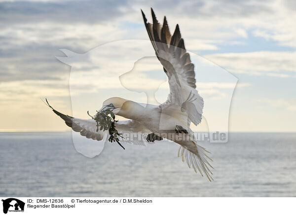 fliegender Basstlpel / flying gannet / DMS-12636